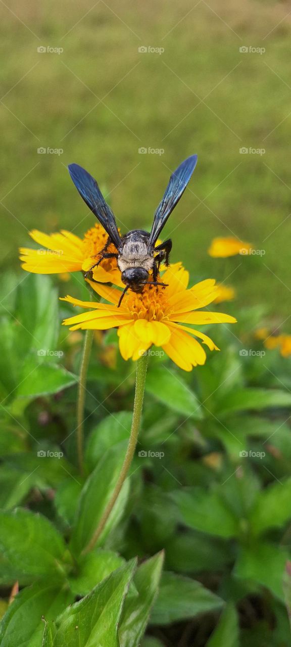 Yellow flower with bed bug