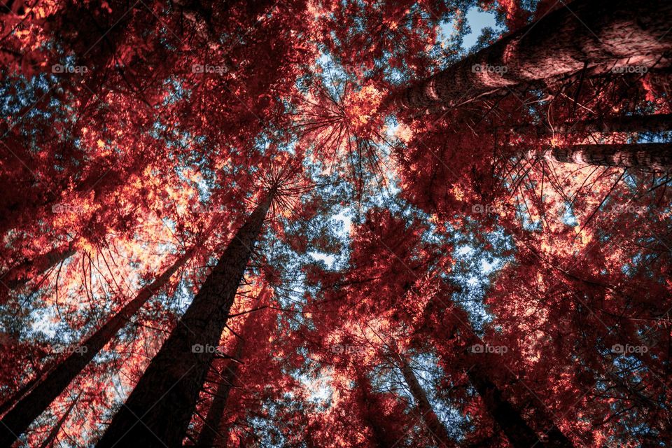 sunlight through sky high trees