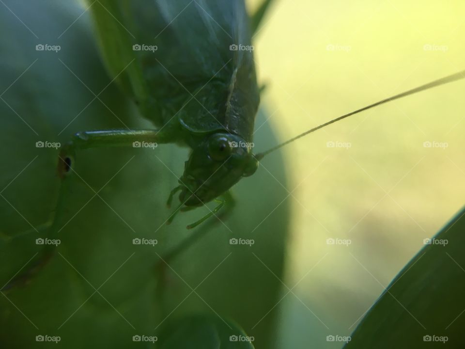 Grasshopper closeup 