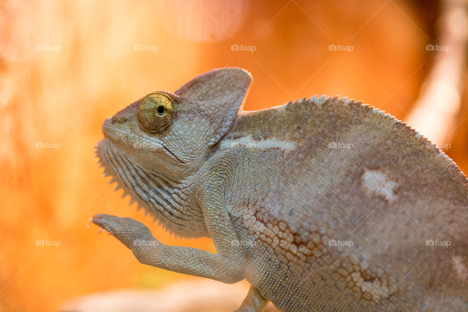 chameleon