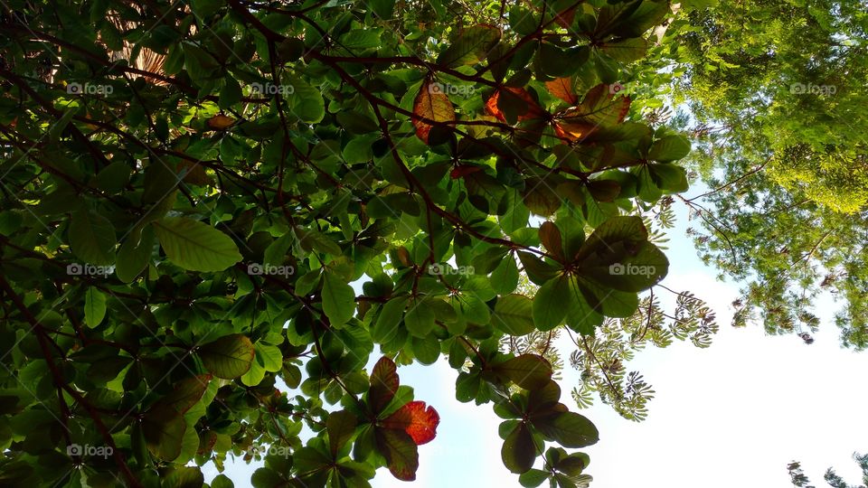 Copas das árvores na mata.