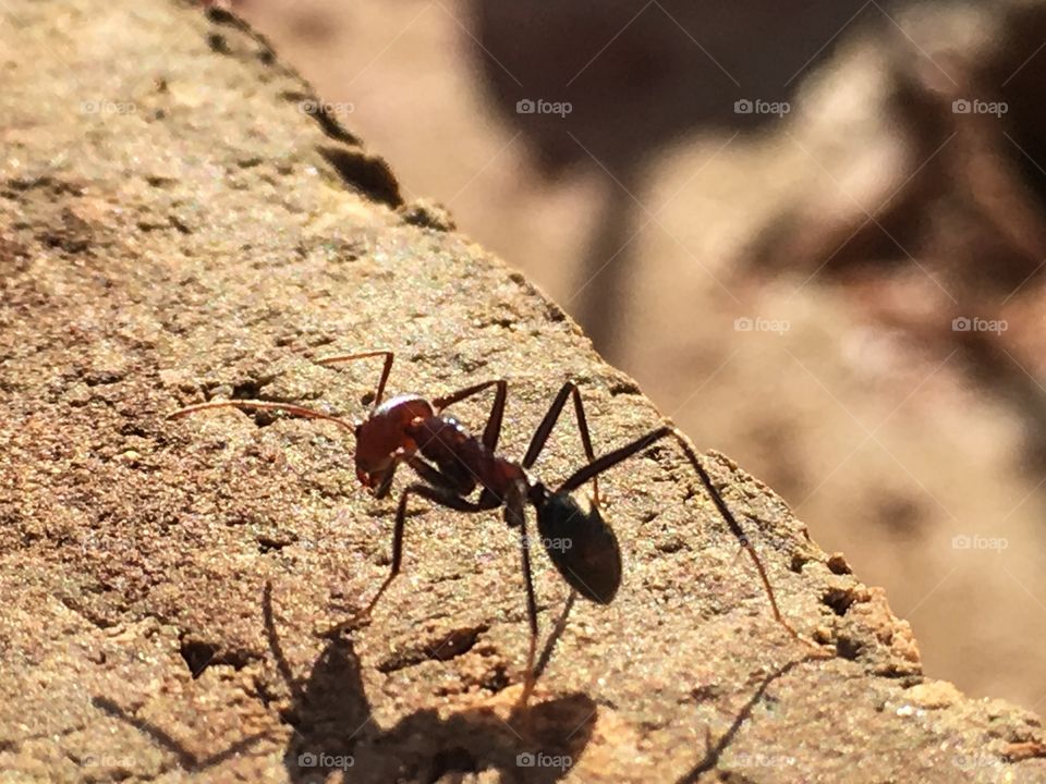 Large Australian worker ant on a brick outdoors and its shadow 