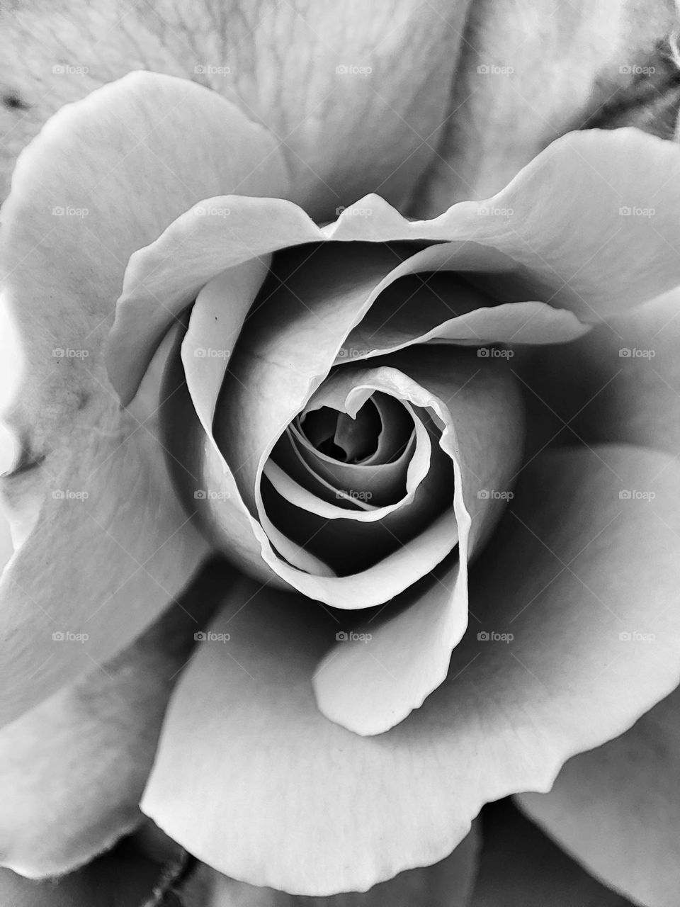 rose , black and white version