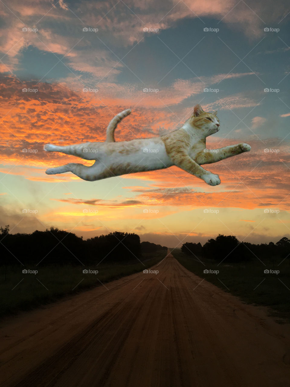 When cats fly