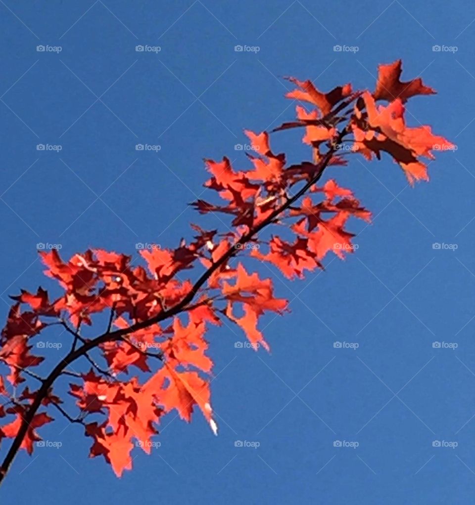 Fall tree through blue sky