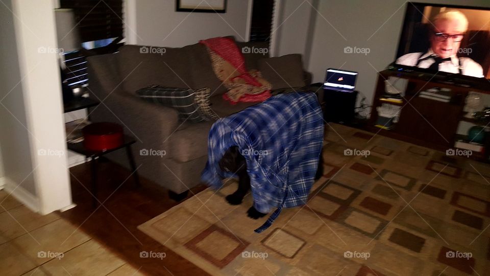 newfoundlander puppy in a house coat