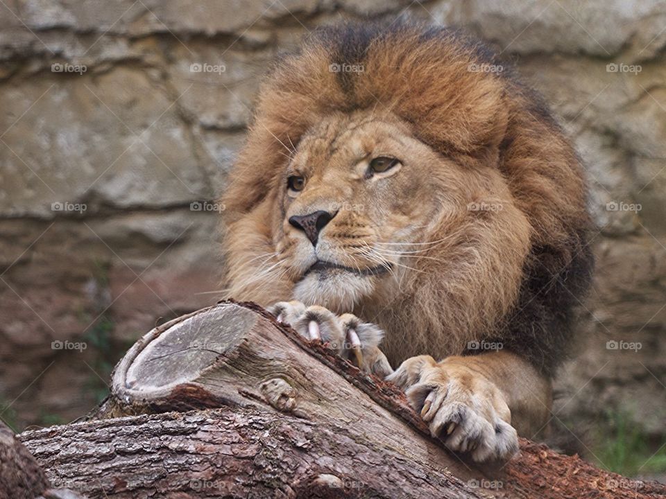 Lion scratching tree trunk