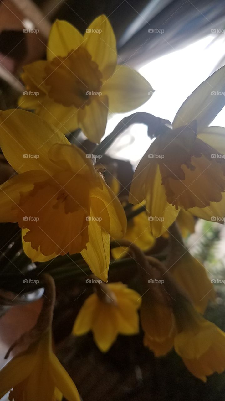Daffodils