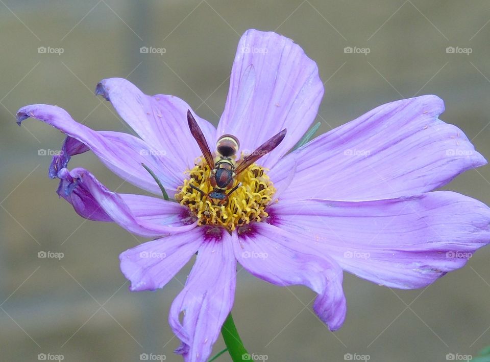 Bee on purple flower