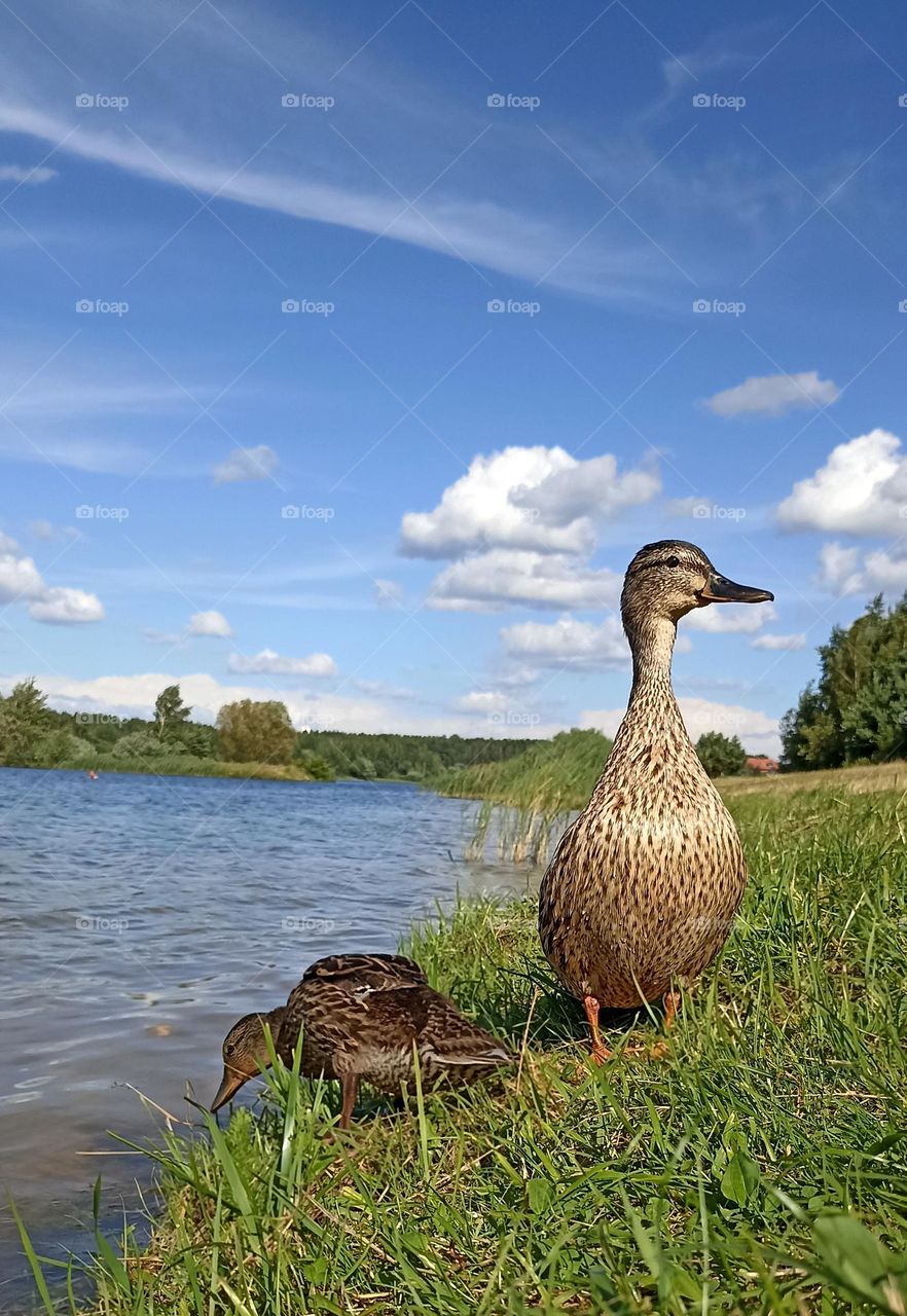 duck and ducking on a green grass lake shore summer time