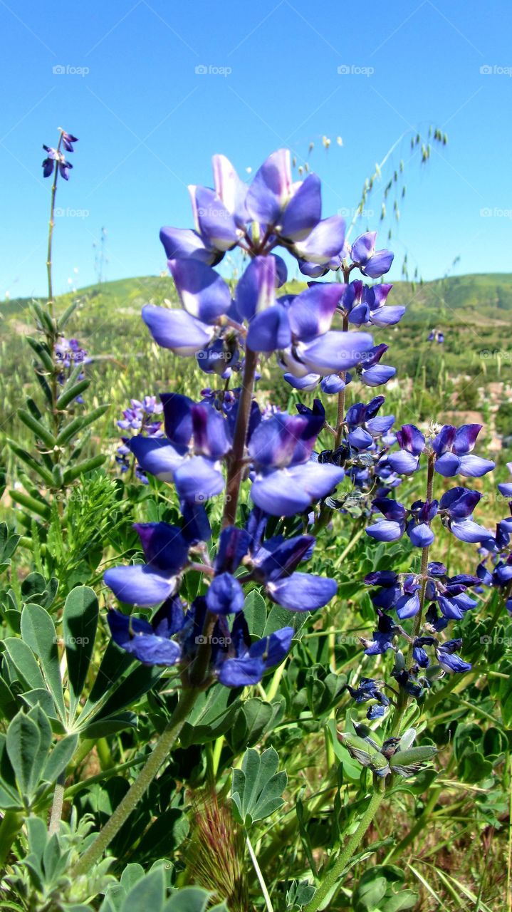 Wild flowers