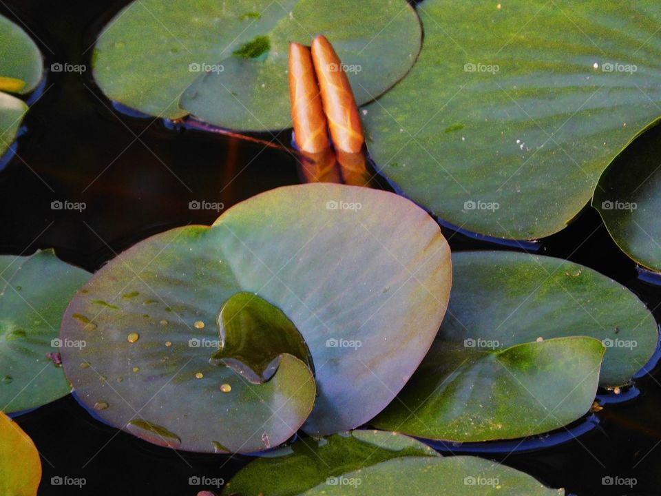 Lily pads of Delta!