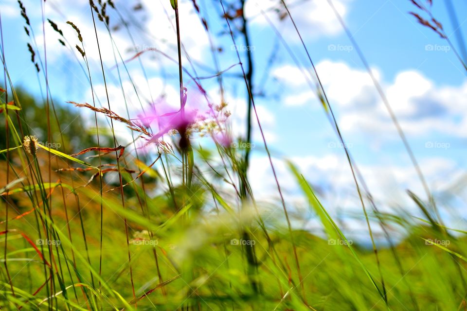 Flowers in grass