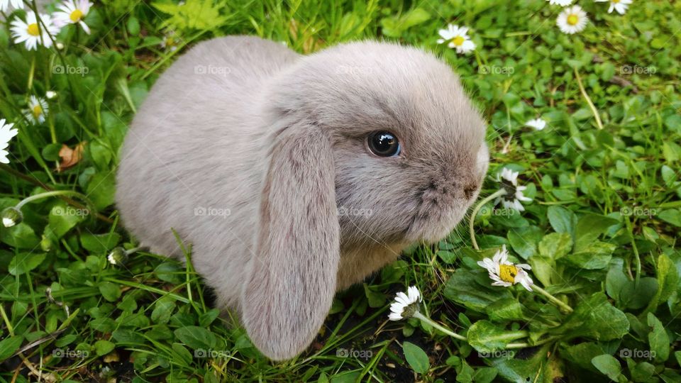 My little rabbit