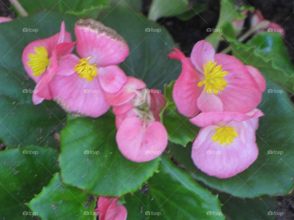 Pink flowers . Took this at my grandmothers  house 