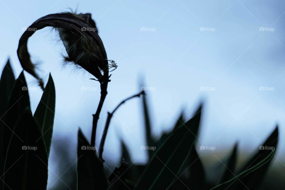 Shadow of an insect. Small spider.