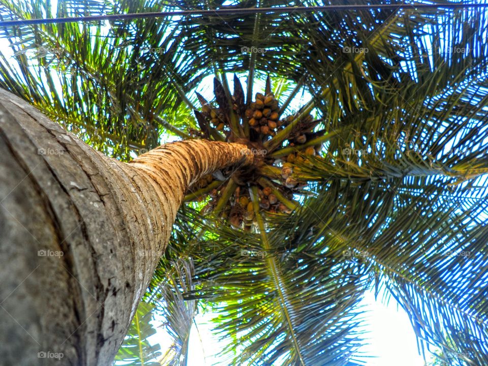 Tree, Palm, Tropical, No Person, Coconut