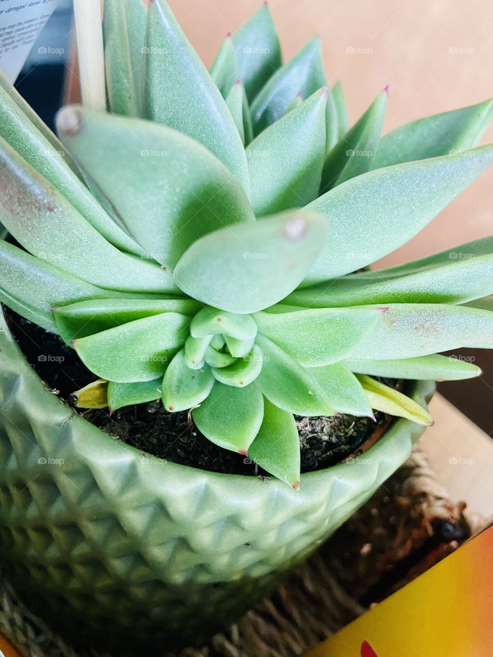 New succulent added to the family! 🪴