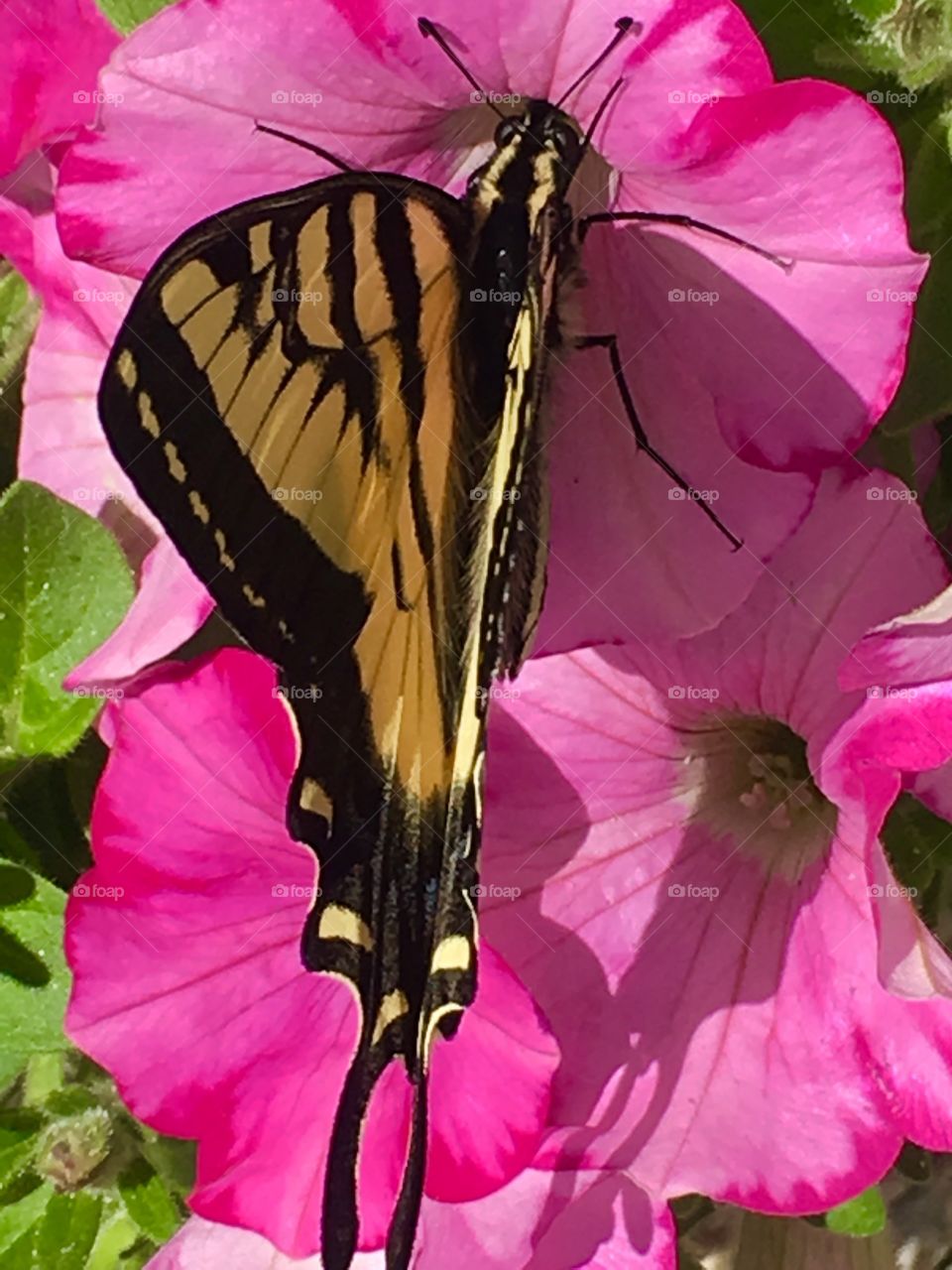 Yellow monarch butterfly. Wings. Flowers. Bloom. Blossom. Pink.