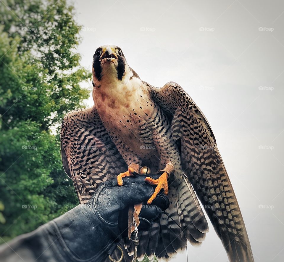 Chouette à voir St-Jude Québec 