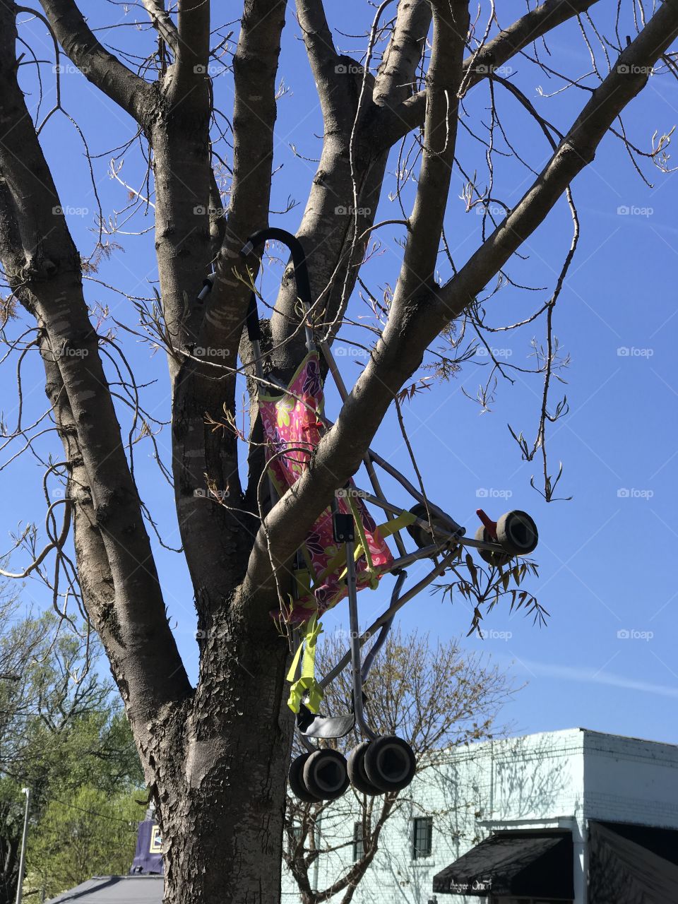 Stroller in tree