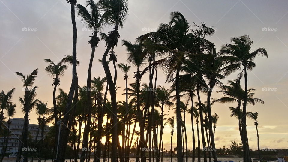 Palm Trees in Paradise