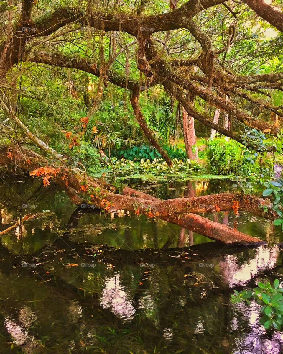 Tree, Wood, Leaf, Nature, Water