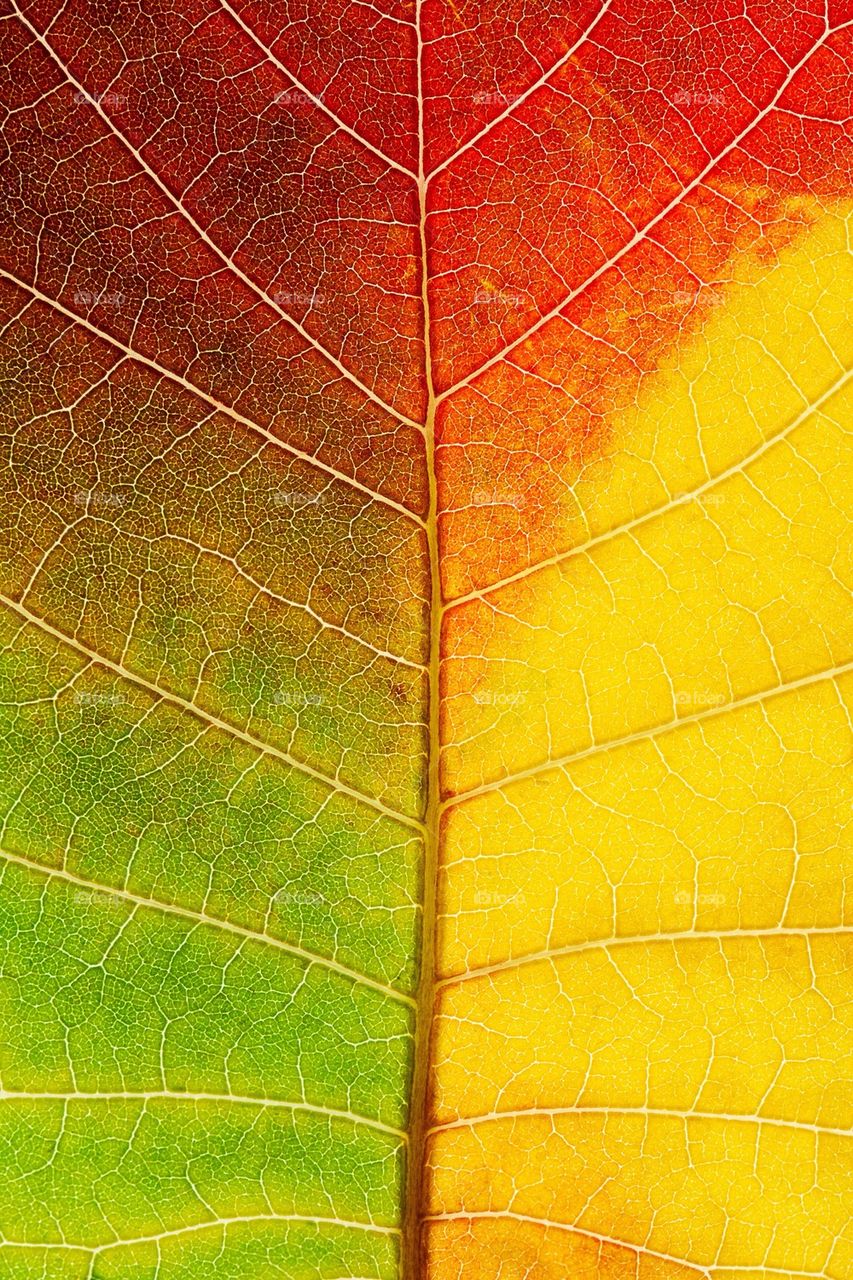 Close-up of autumn leafs