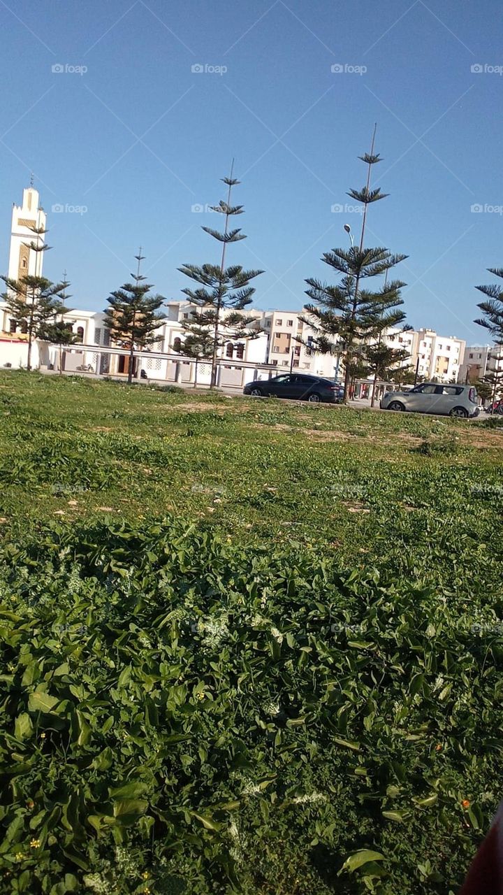 green color of nature