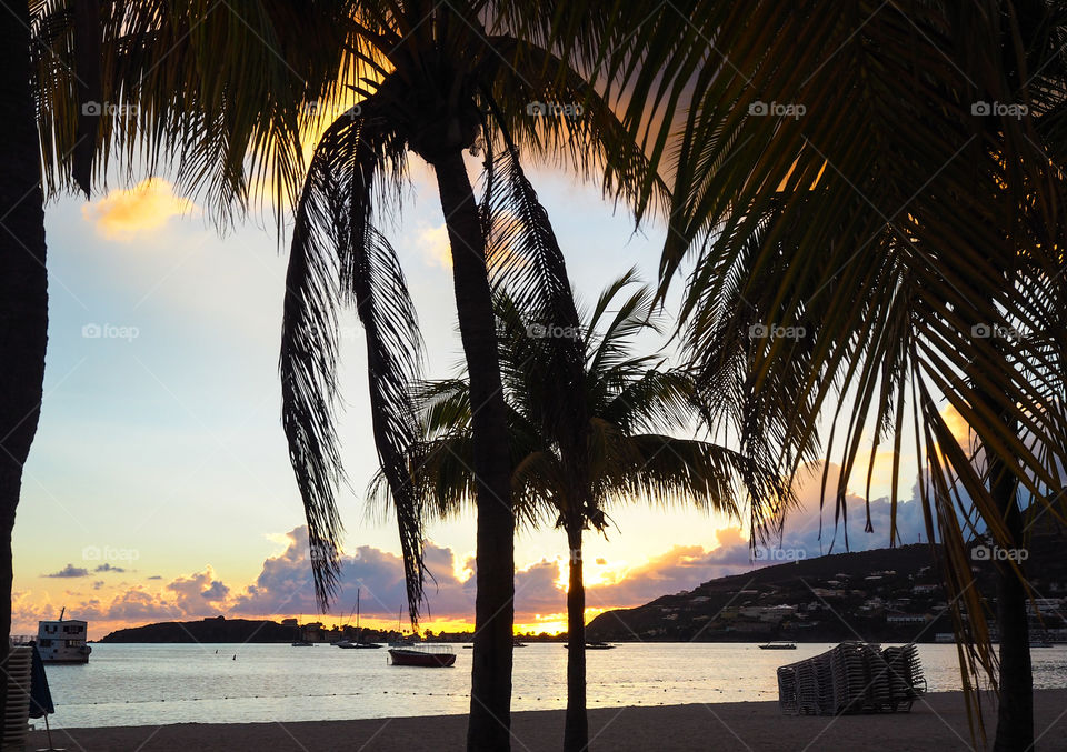 Sunset behind palms. 