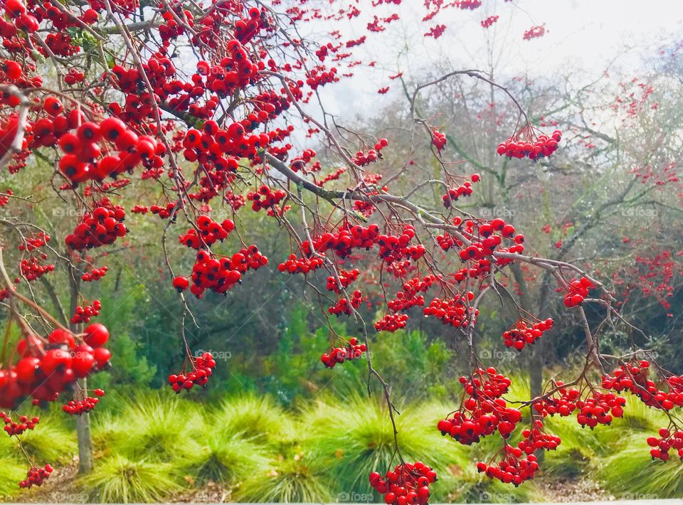 Choke-cherries in Winter