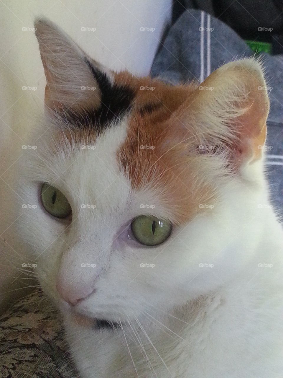 Beautiful Green Eyed Girl. my cat Sprinkles