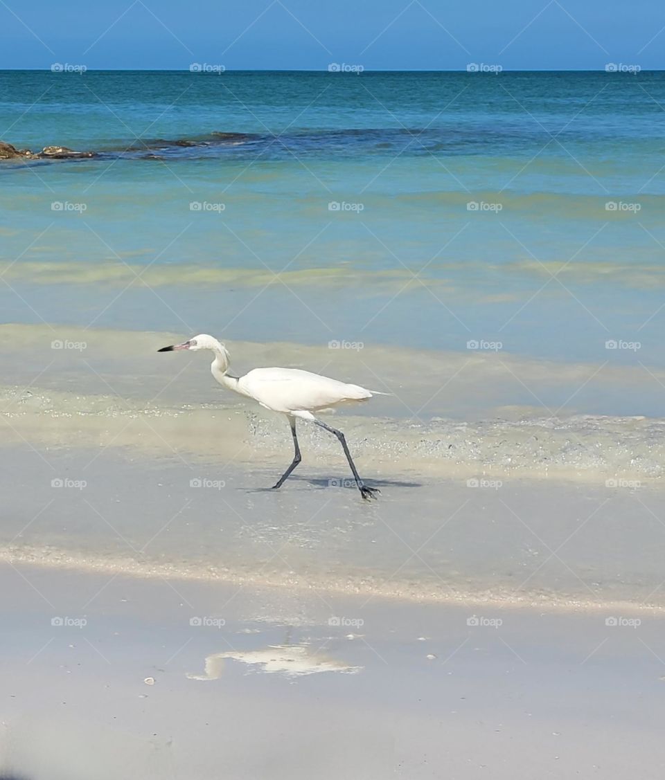 bird and beach