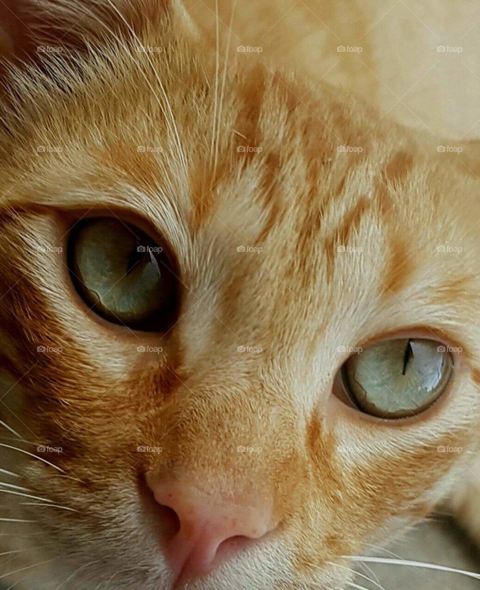 eyes cat beautiful.
