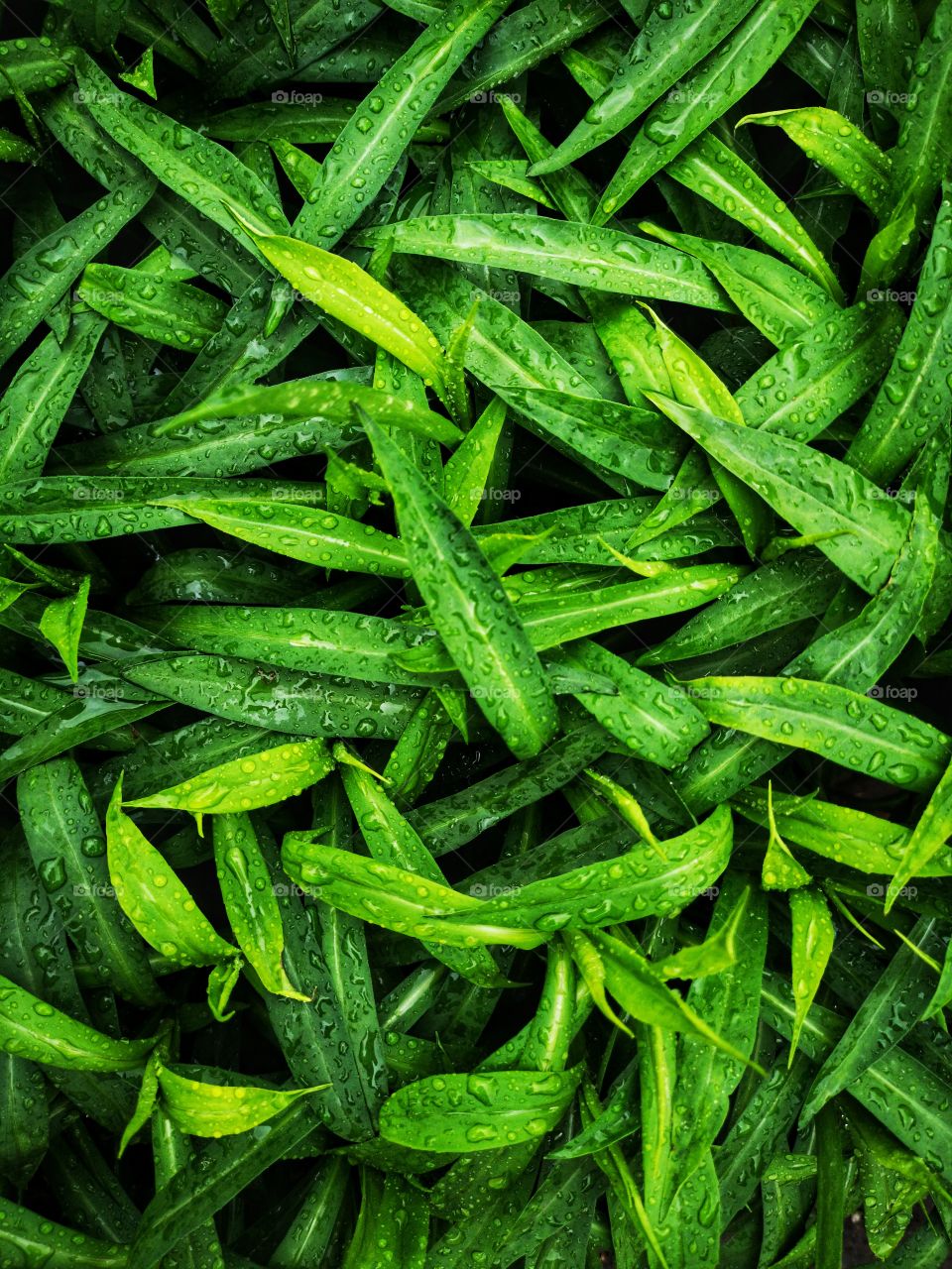 Water drops on green leaf. Close up. Dew after rain. Green leaves background. Natural pattern.