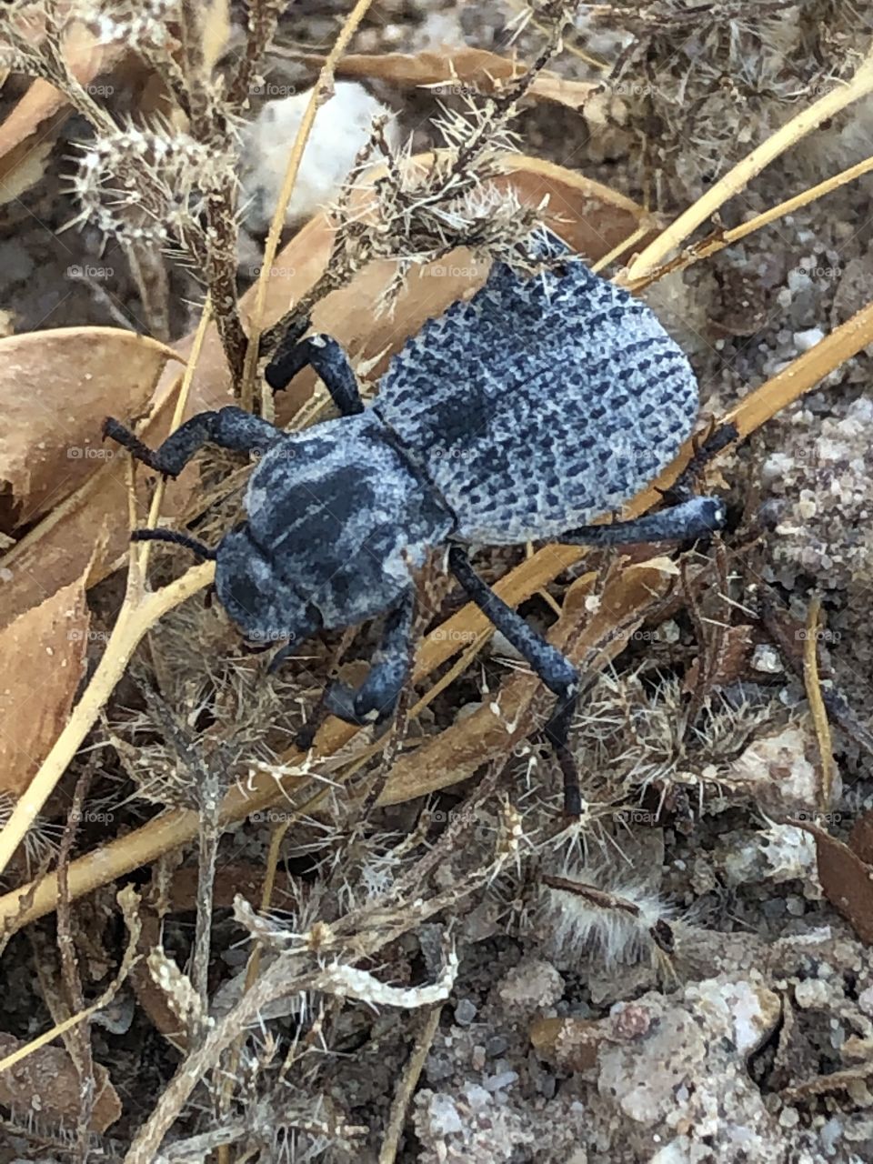 Blue death feigning beetle searching for food