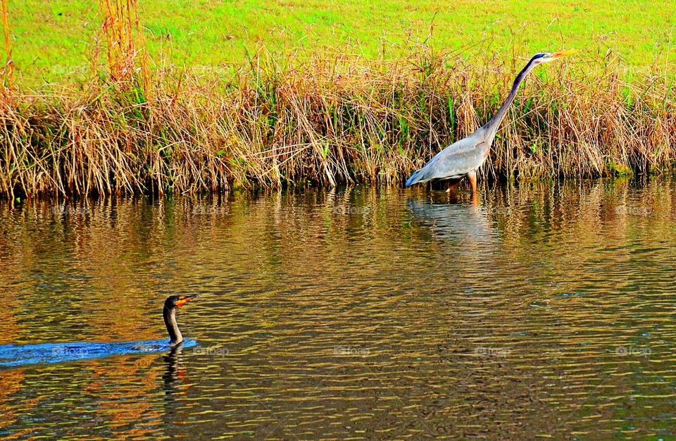 Cormorant and Great Blue 