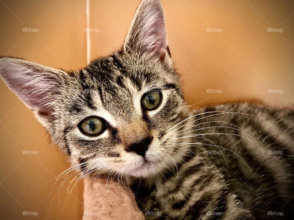 Mackerel tabby kitten laying in top of cat tree looking at the camera. Close up of face. 
