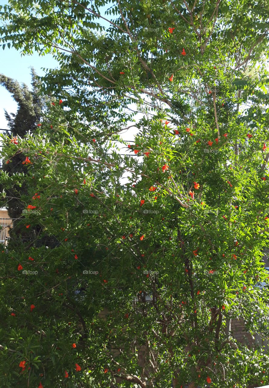 pomegranate tree