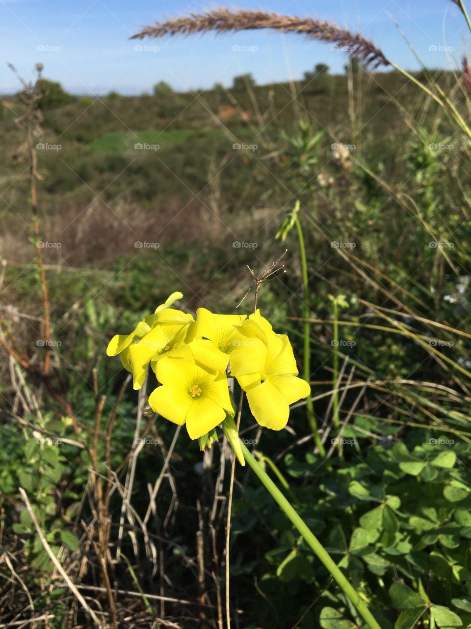December flower in grass