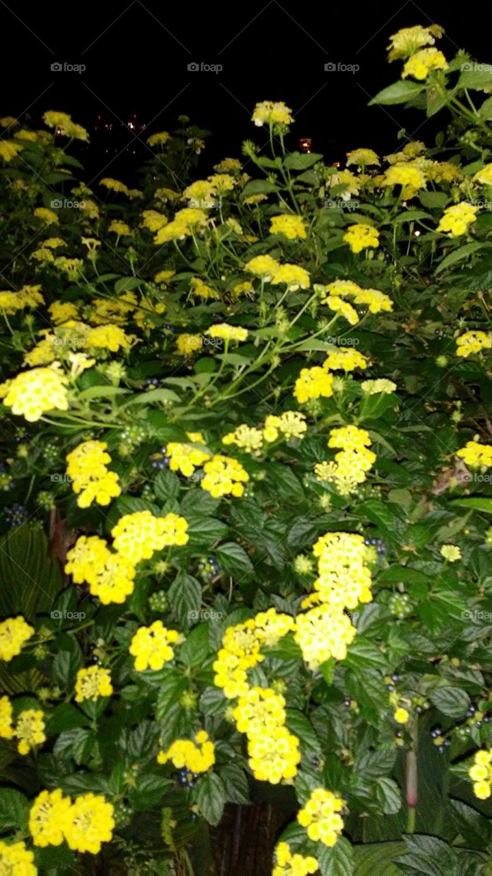 Flower, Flora, Nature, Leaf, Garden