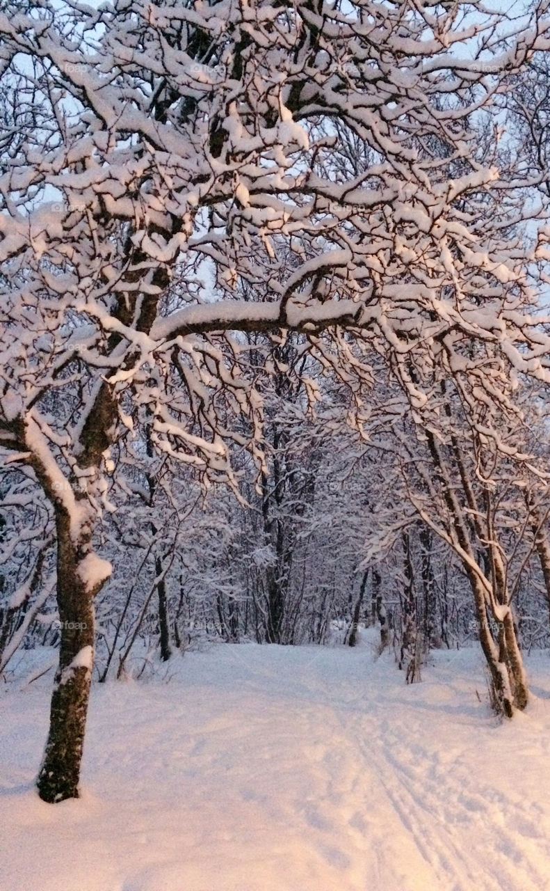 Winter magic in the forest