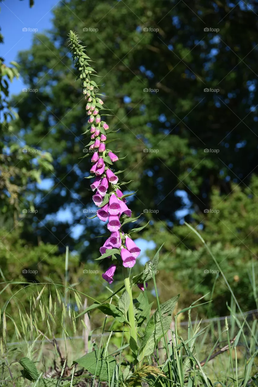 Wildflower