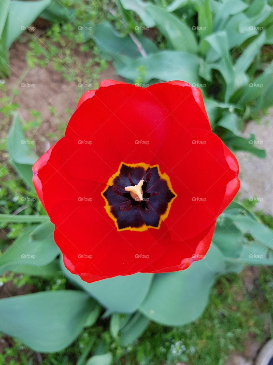 Red tulip
