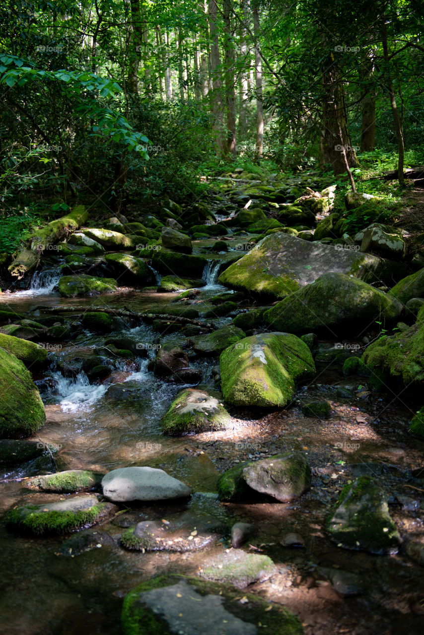 Mossy, babbling brook in a forest