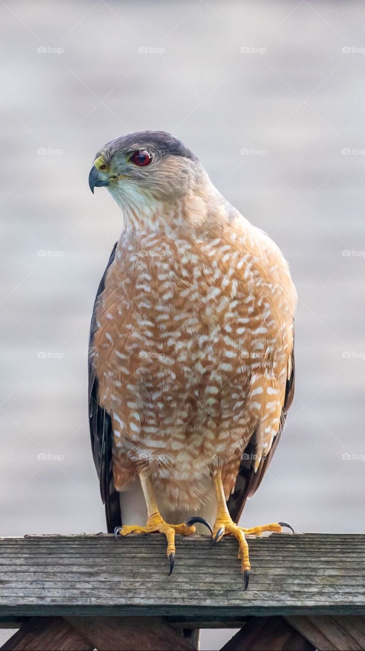 A Lonely And Beautiful Bird