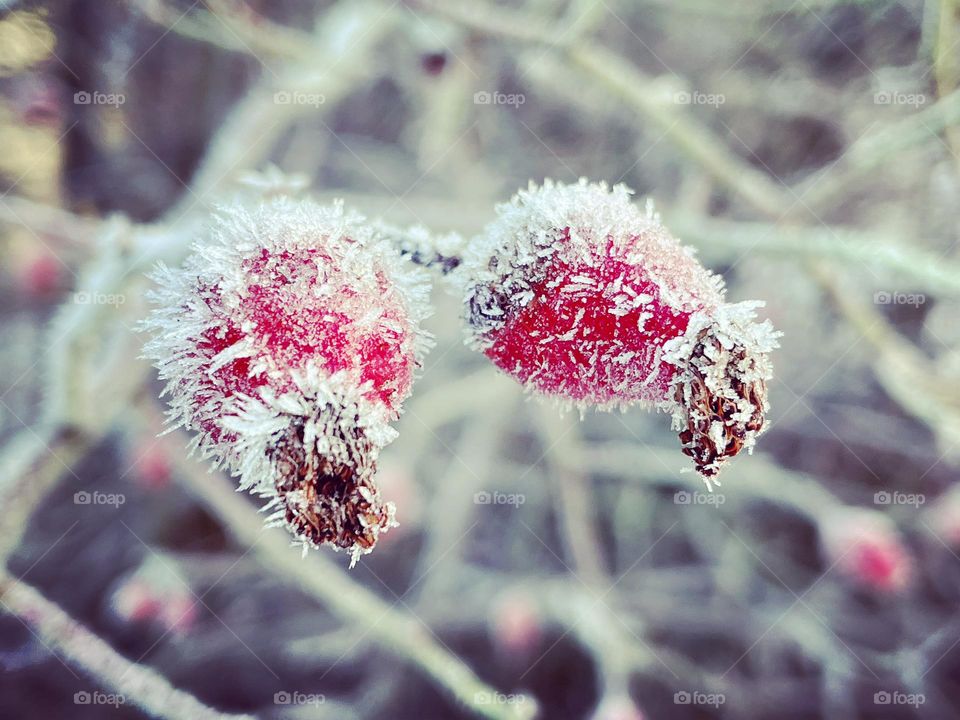 Frozen red berries in the nature