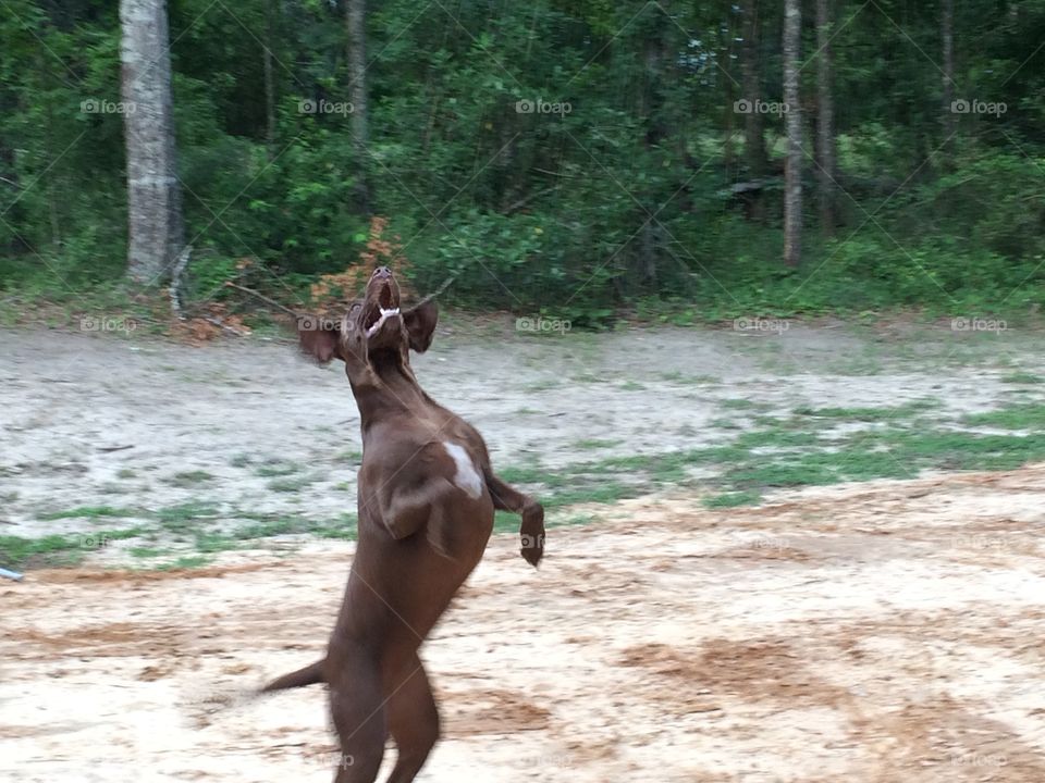 Weimaraner playing with flying dirt