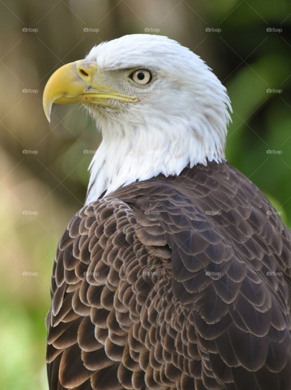 Bald Eagle