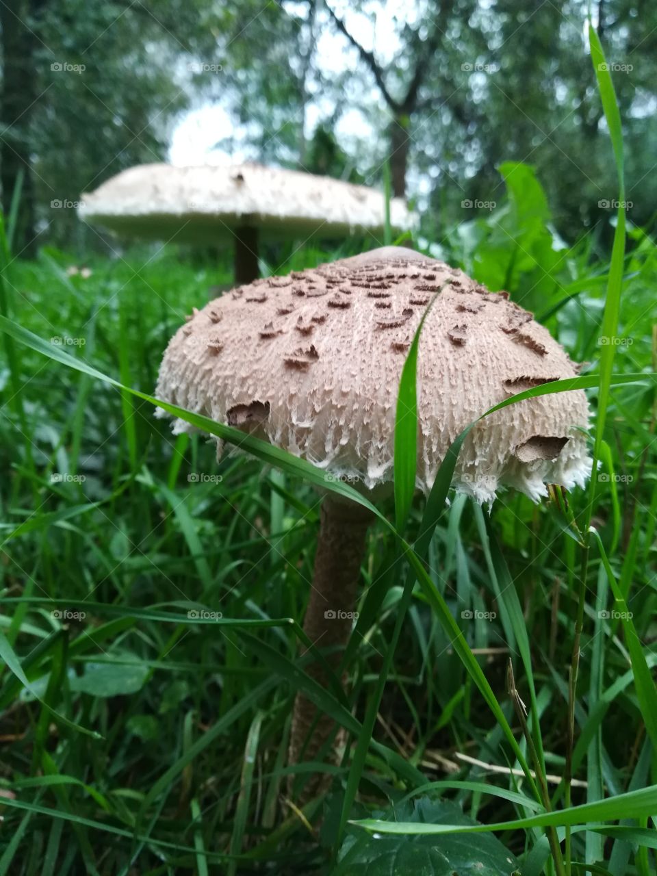 Mushroom